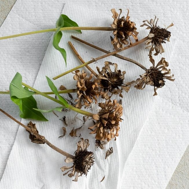 dried zinnia flowers