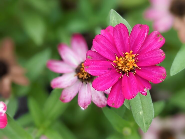 bright pink zinnia flower