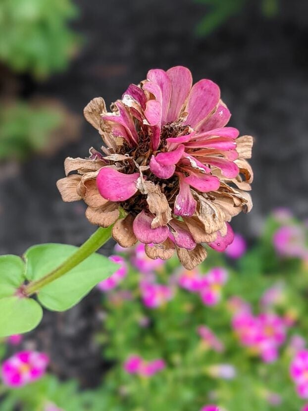 drying dried zinnia flower head