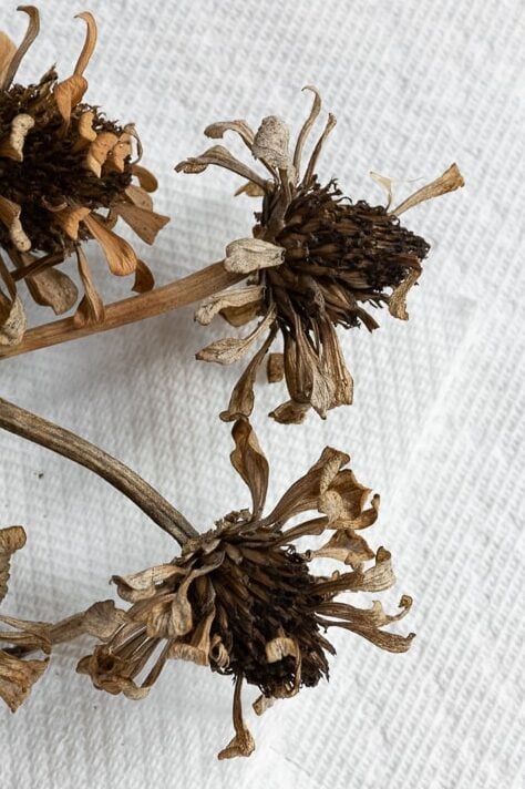 dried zinnia flower heads