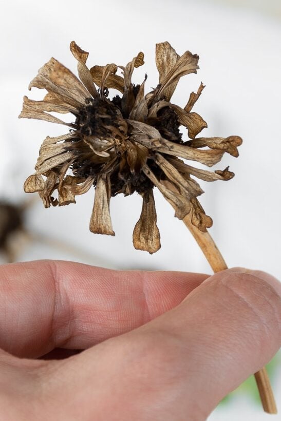 dried zinnia flower head