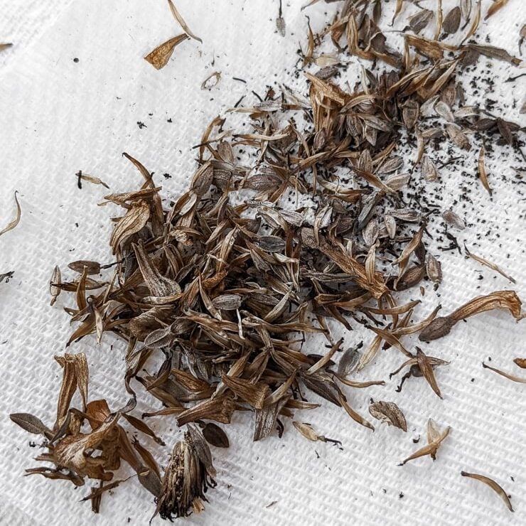 harvesting zinnia seeds from a dried zinnia flower