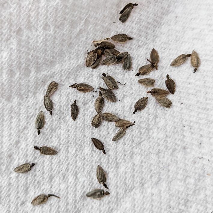 harvesting zinnia seeds from a dried zinnia flower
