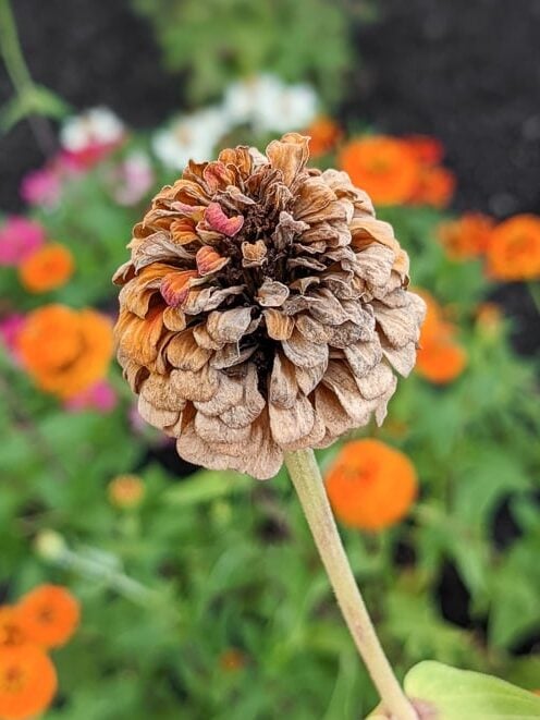 drying dried zinnia flower head