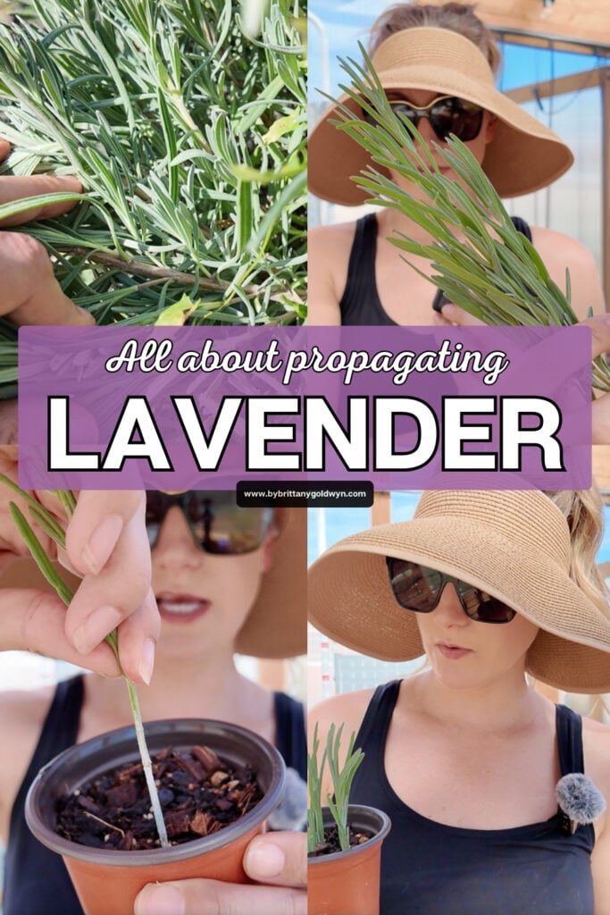 collage that says all about propagating lavender