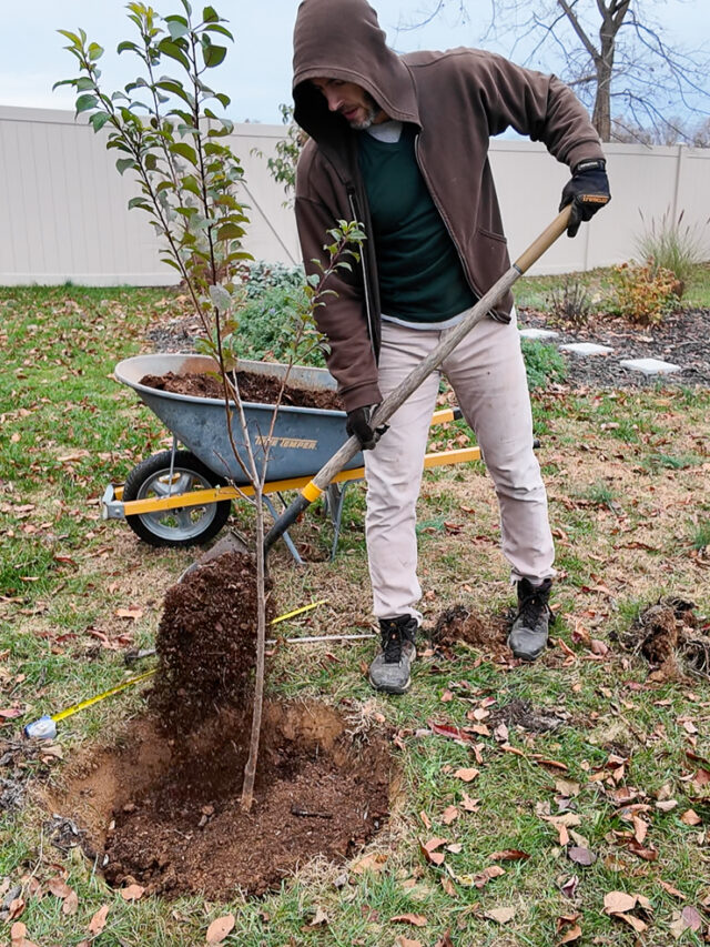 Fruit trees we chose for our mini backyard orchard in zone 7!