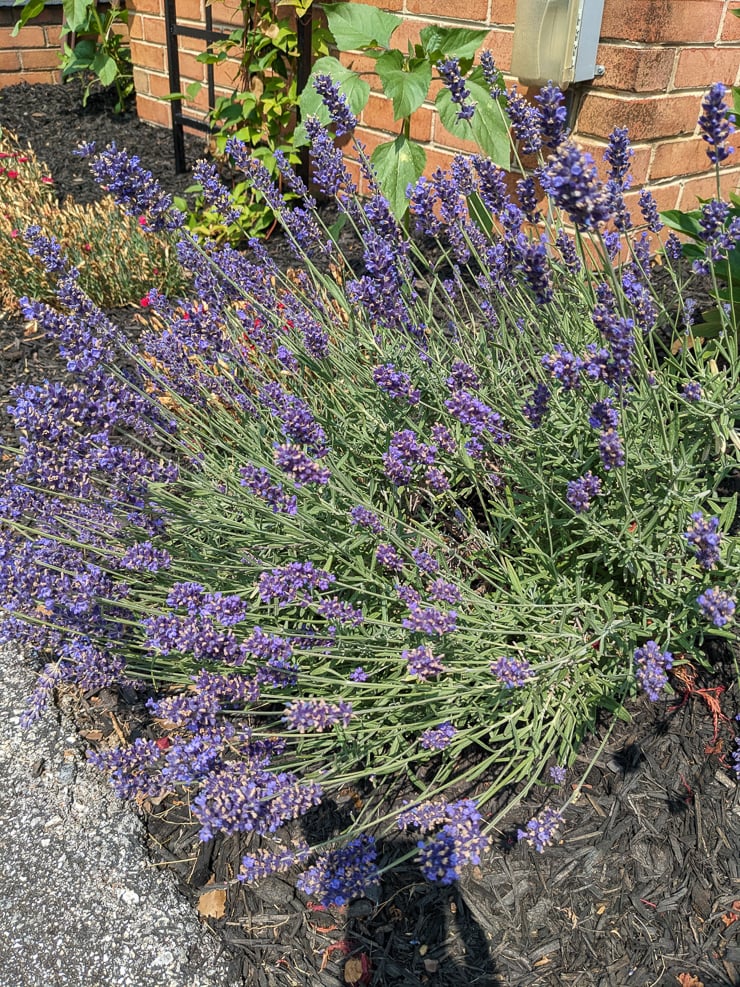 large lavender plant