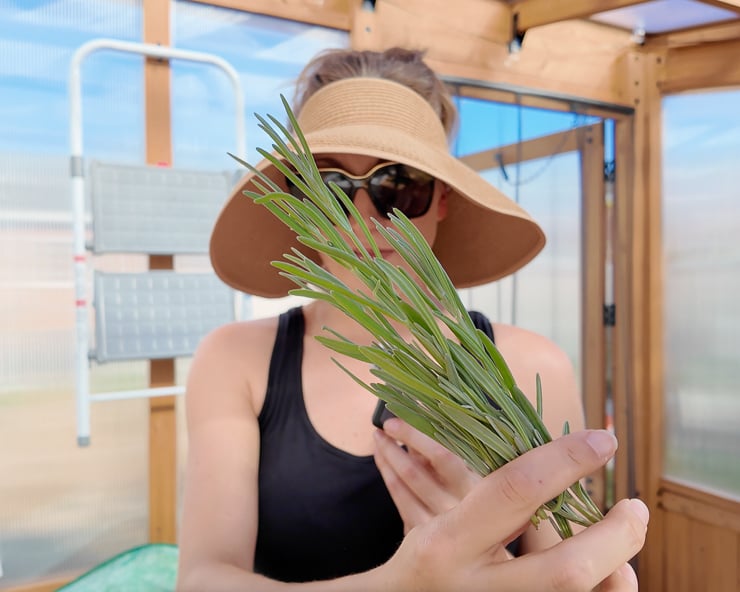 lavender cuttings