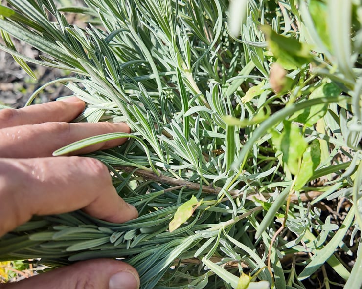 woody lavender stem