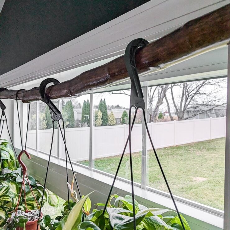 plants hanging on a DIY tree branch hanger