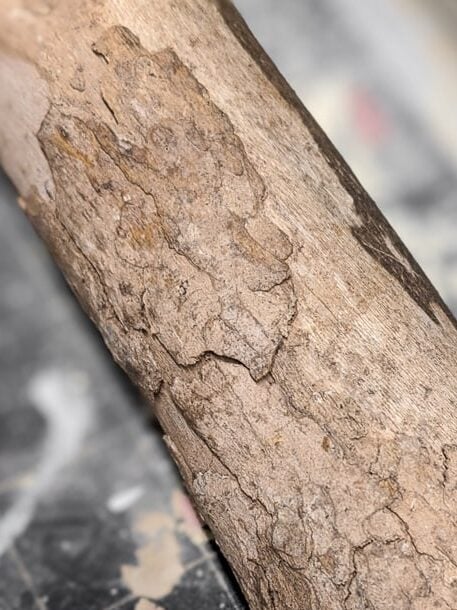 bark on a tree branch