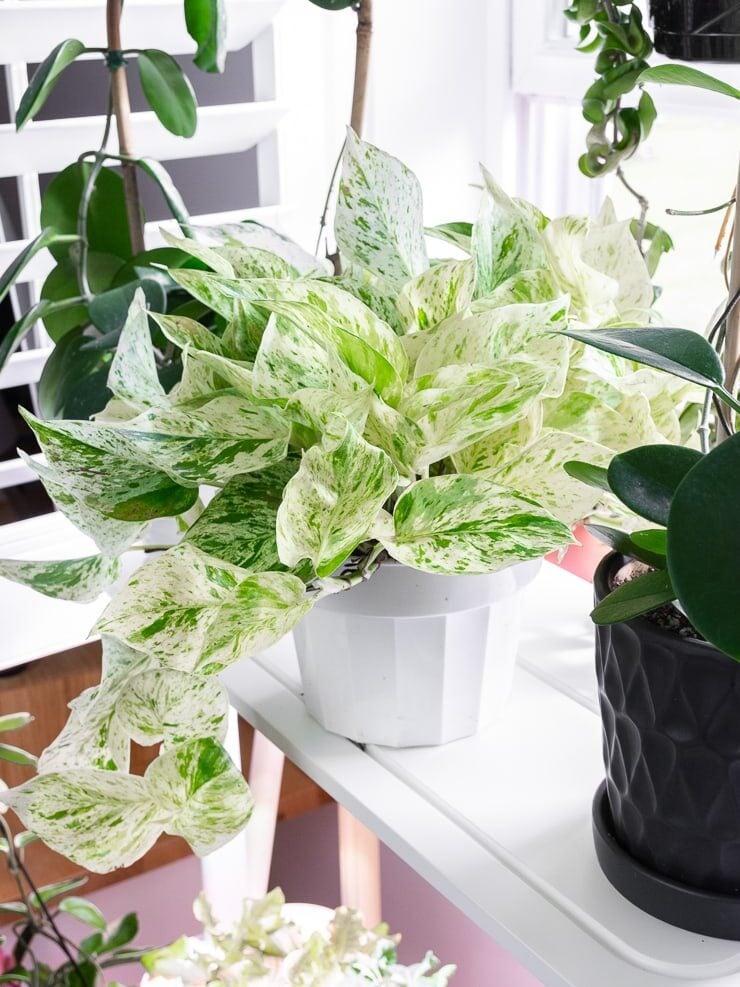 large trialing snow queen pothos plant on shelves with other plants
