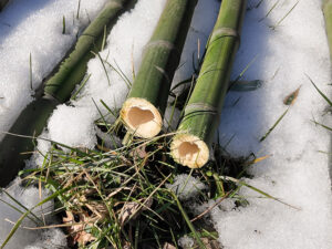 Let's cut down and heat cure some bamboo!