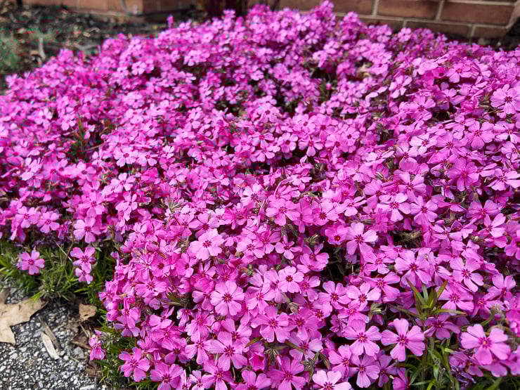creeping phlox