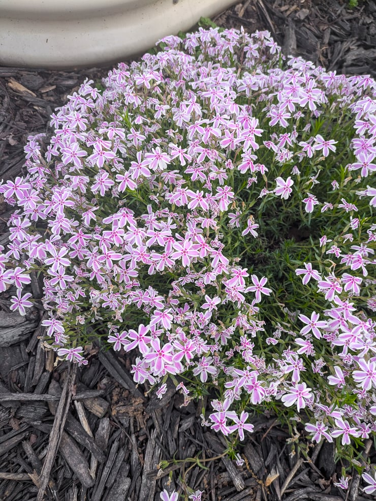 pink creeping phlox
