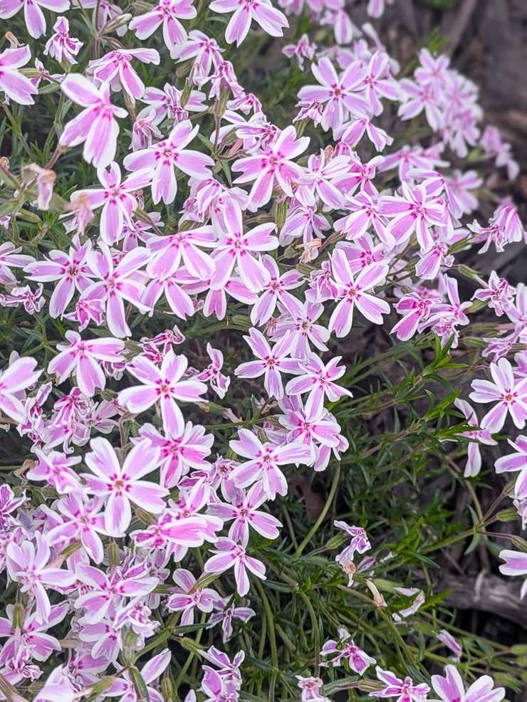 pink creeping phlox