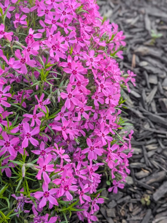 Why I Love Growing Creeping Phlox
