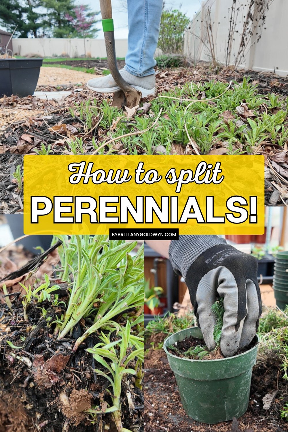 collage that says how to split perennials with pictures of the process