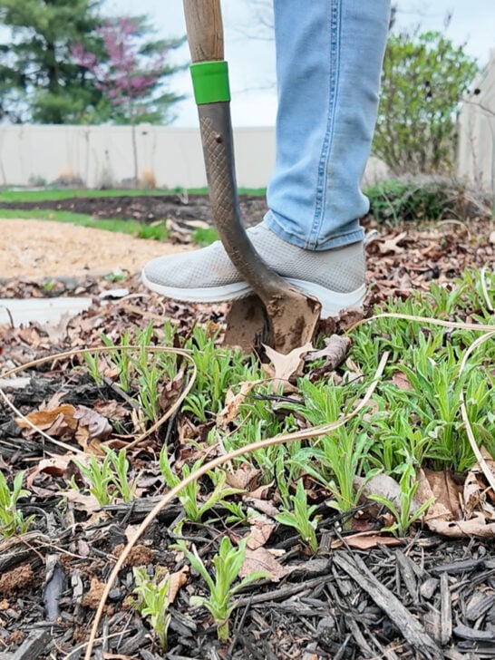 How to Split Perennials
