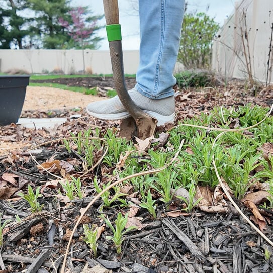 digging up perennial aster