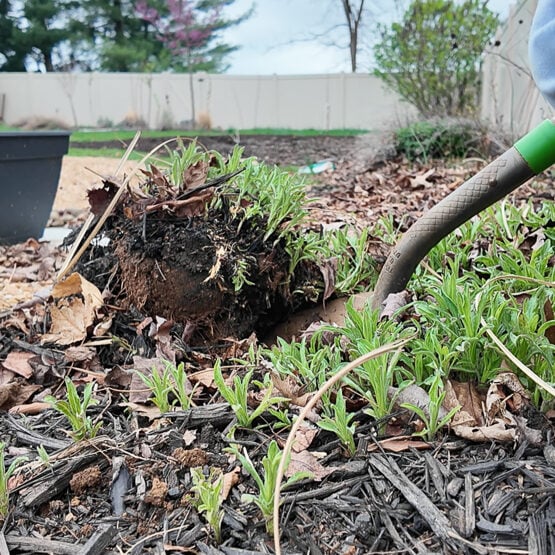 digging up perennial aster