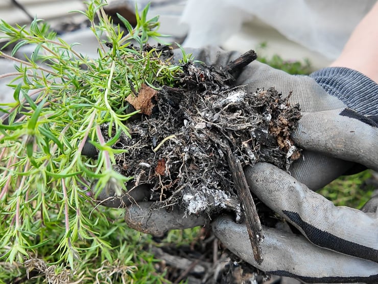 digging up creeping phlox
