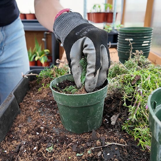 planting yarrow