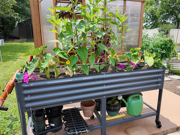 edible tuber bed with suchokes, taro, and ginger