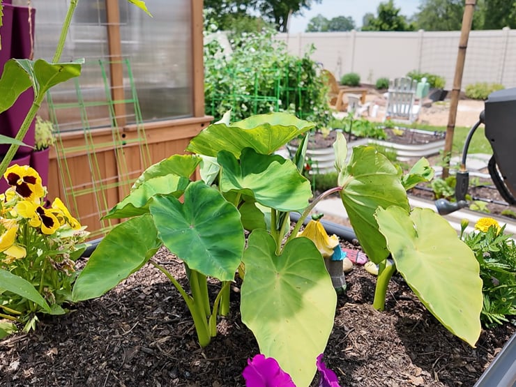 taro root plant