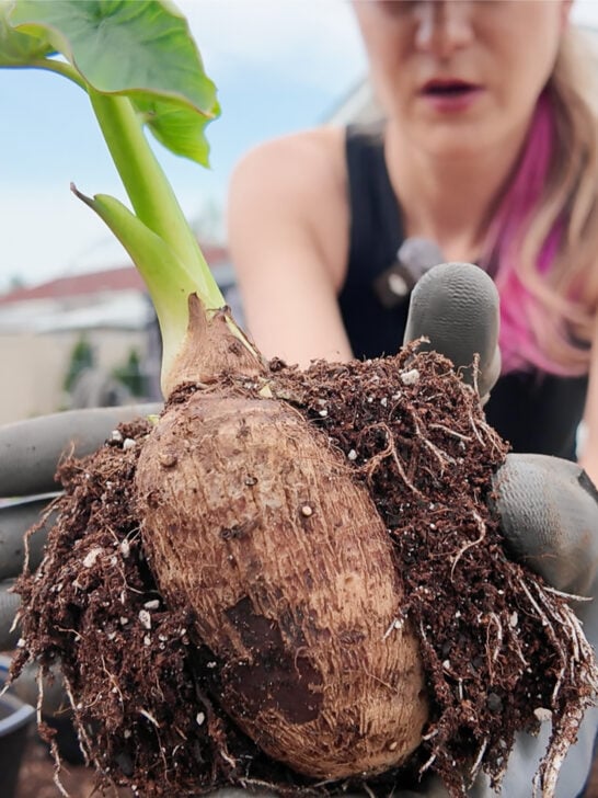 Planting an Edible Tuber Garden