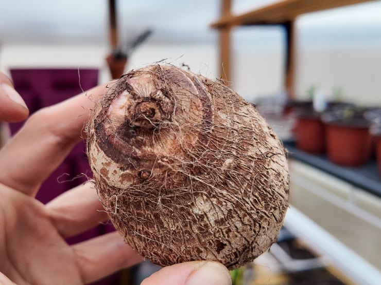 taro root bulb