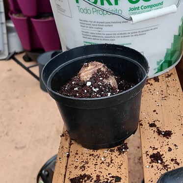 planting the taro root