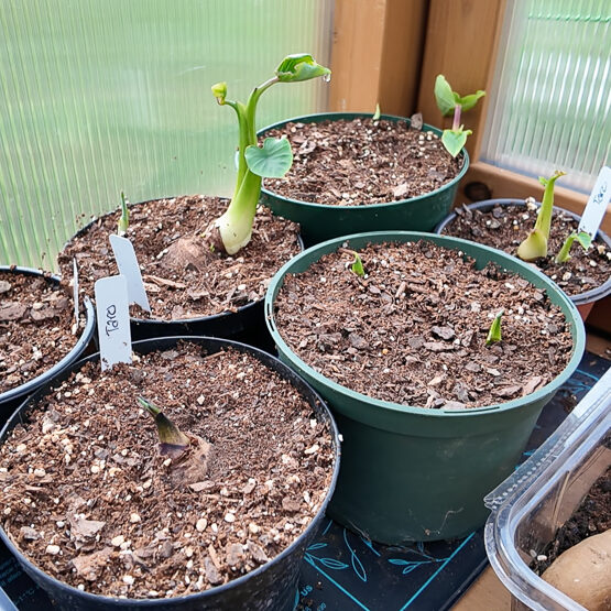 sprouting taro root