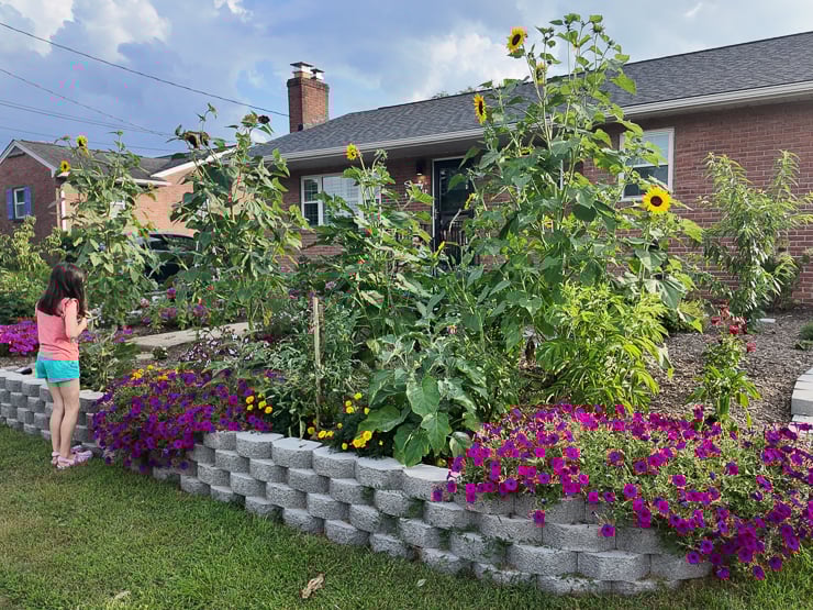 beautiful lawn conversion project