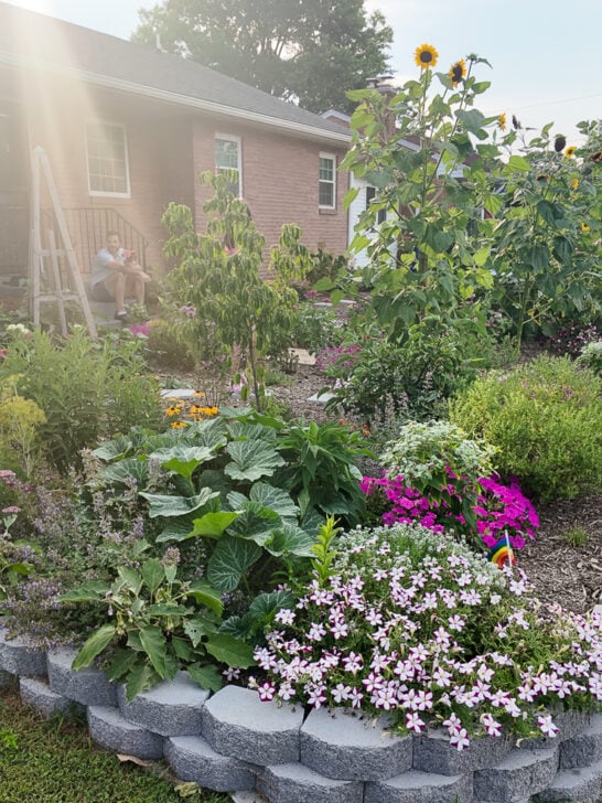 Our Front Lawn Conversion Project