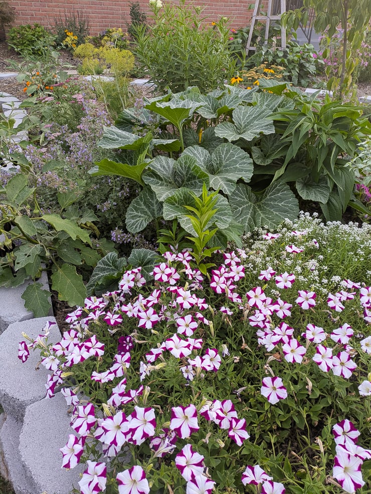 squash and petunias
