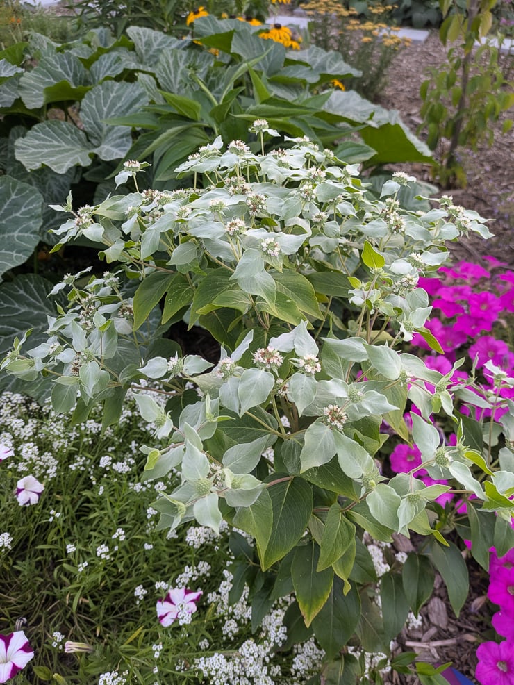 clustered mountain mint