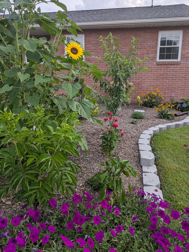 plants in a front garden