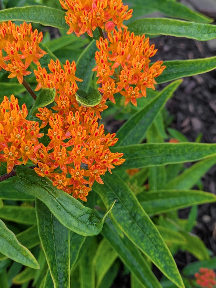 orange butterfly weed