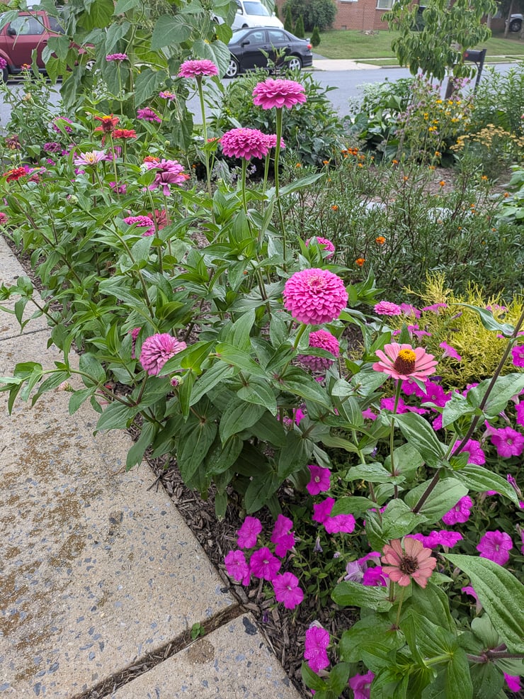 pink zinnias along a path