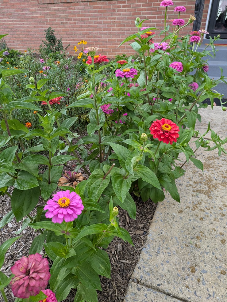 zinnias along a path