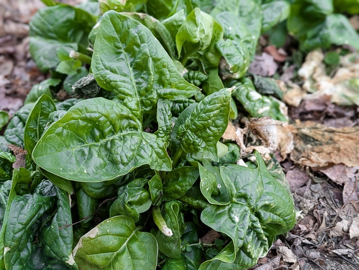 spinach plant