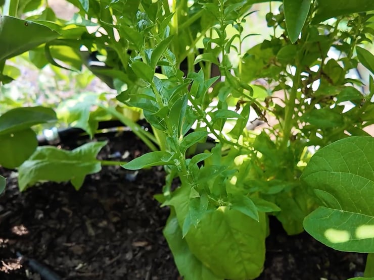 spinach bolting