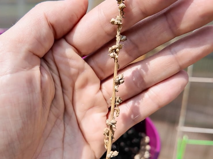 spinach plant going to seed
