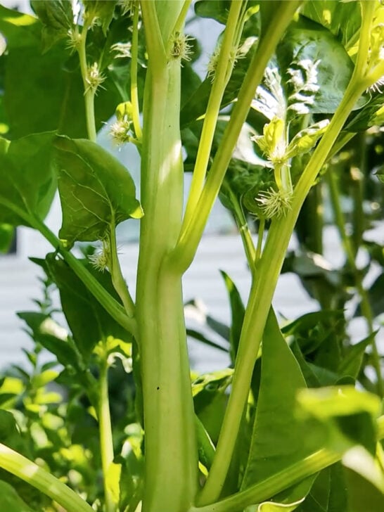 How to Save Spinach Seeds