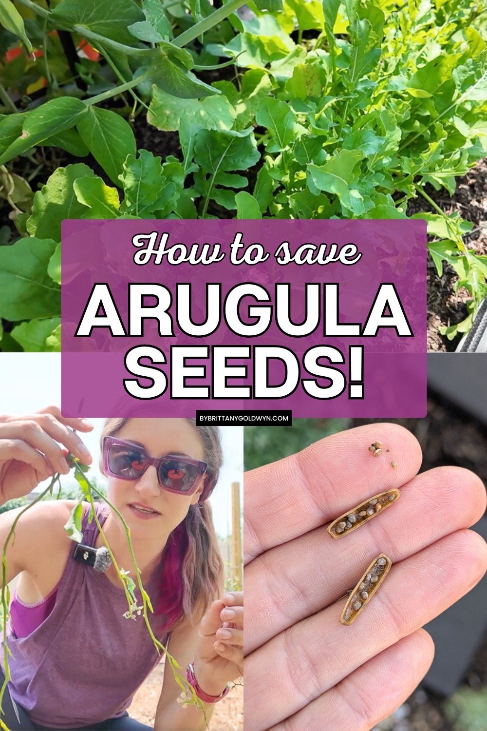 collage that says how to save arugula seeds with pictures of the process