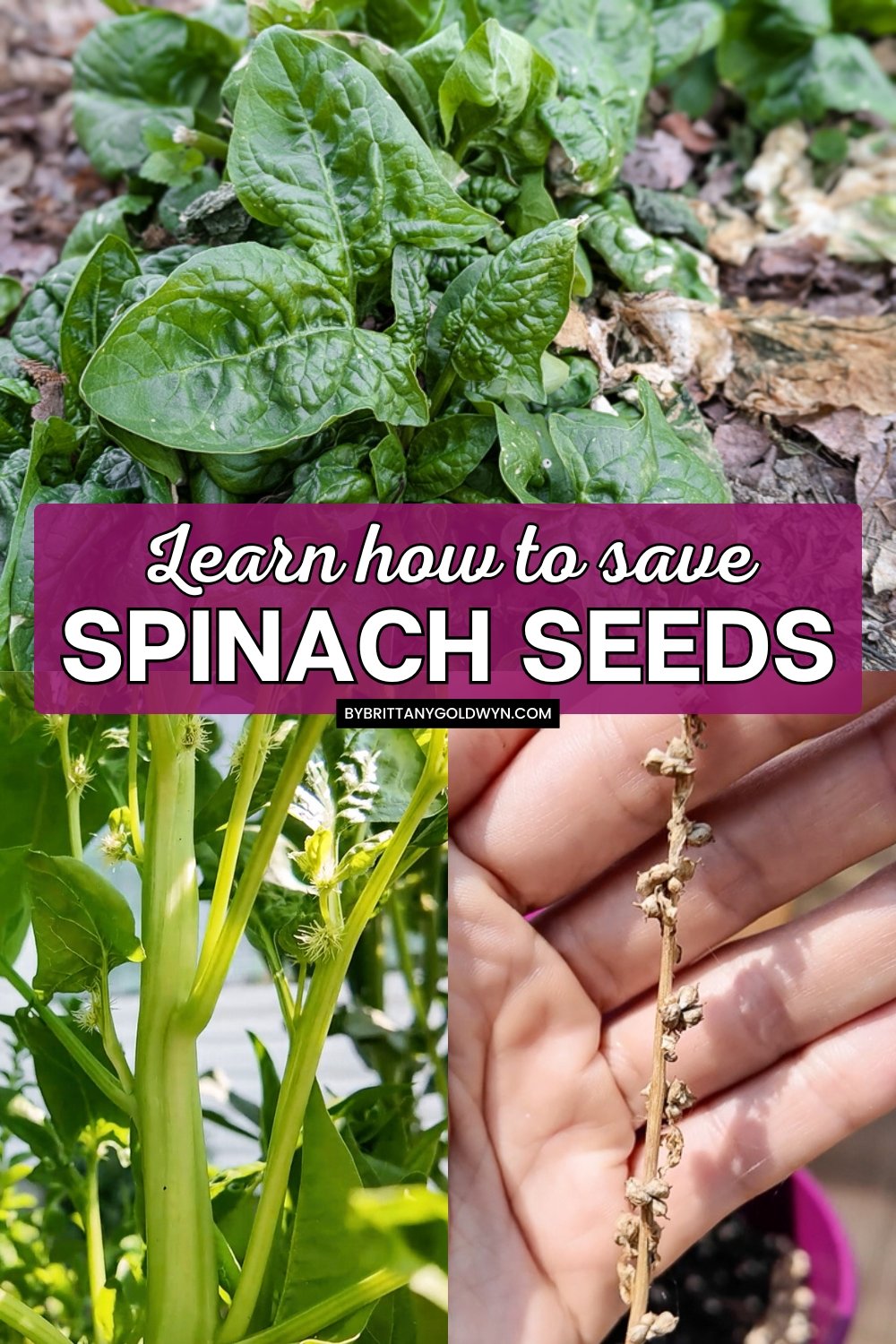 collage that says learn how to save spinach seeds with pictures of plants