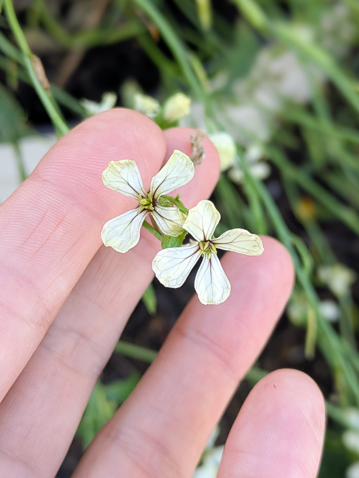 arugula flowers