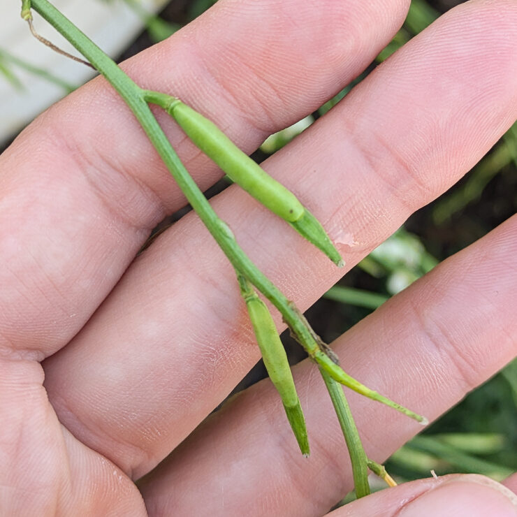 green arugula seed pods