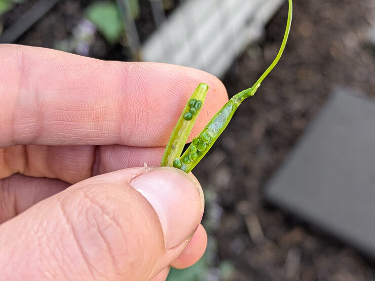 arugula seeds not ready to harvest